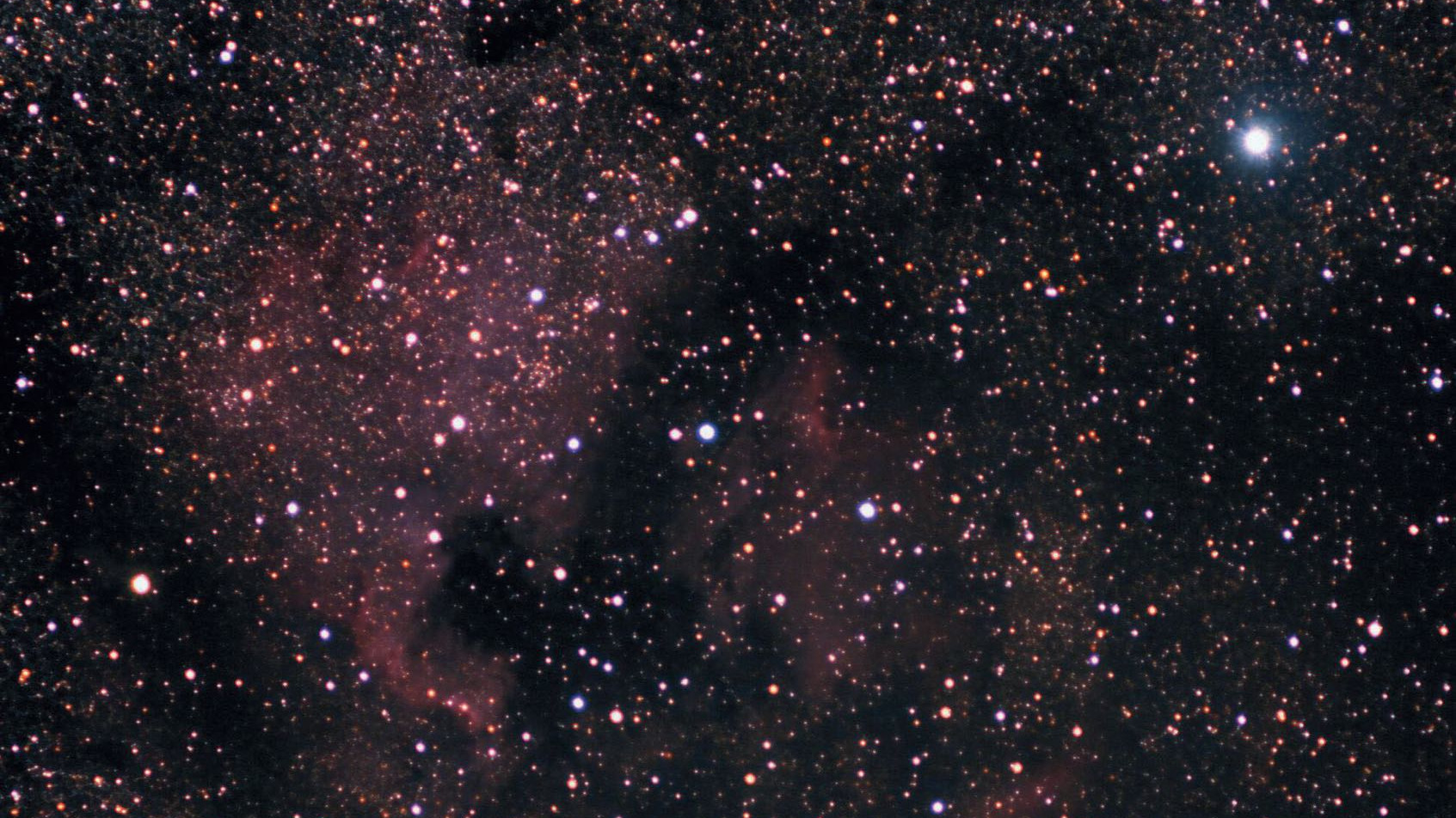 Sydost om Deneb (den ljusa stjärnan högst upp till höger) ligger en av de vackraste gasnebulosorna, Nordamerikanebulosan NGC 7000. Den lilla Orion finns till vänster om bildens mitt, eller öster om Mexikanska golfen. Marcus Degenkolbe.