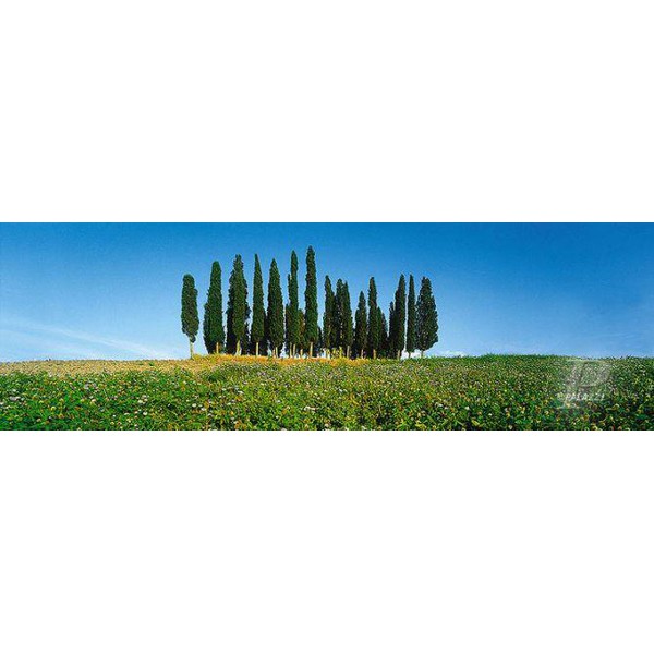 Palazzi Verlag Poster Cypress Tress Toscana