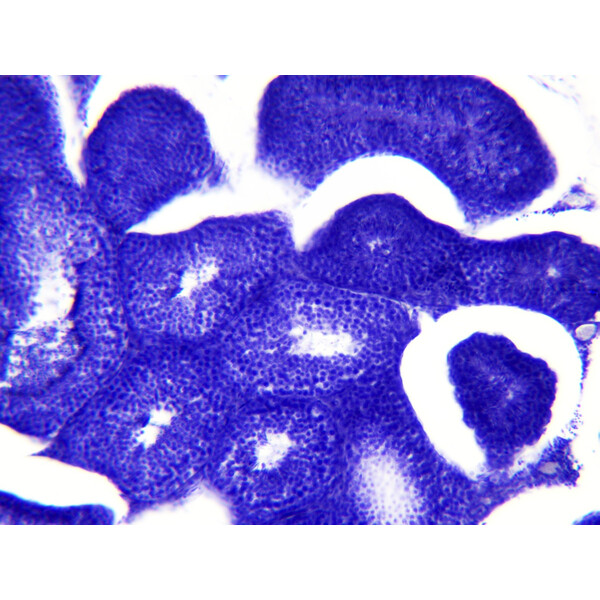 Bresser Permanenta preparat Histologi 30 stycken