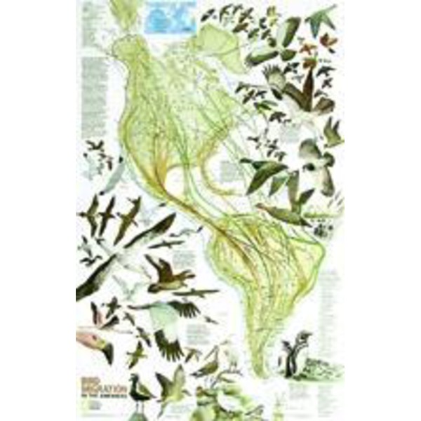 National Geographic Kontinentkarta Karta över flyttfåglars migration