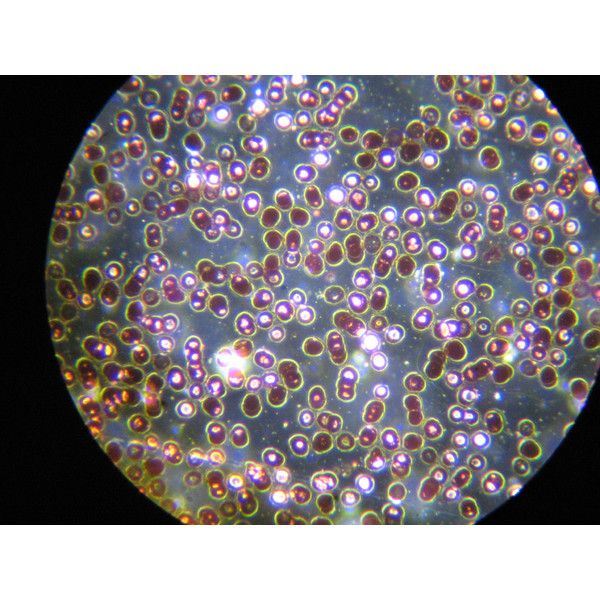 Optika -mikroskop B-383DK, trino, mörkfält, N-PLAN,100x W-PLAN, 40x-1000x
