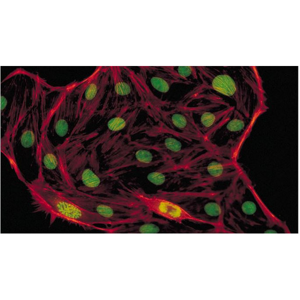 Evident Olympus Mikroskop CX41 Fluorescens, trino, Hal, 40x,100x, 400x
