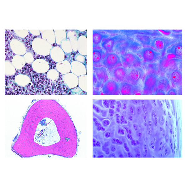 LIEDER Histologi hos husdjur och lantbruksdjur för veterinärmedicin Del I (24 bilder)