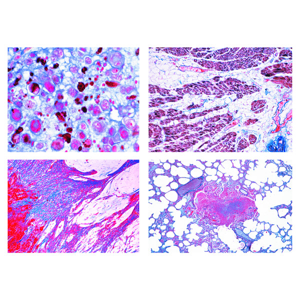 LIEDER Patologisk histologi för veterinärmedicin (22 bilder)