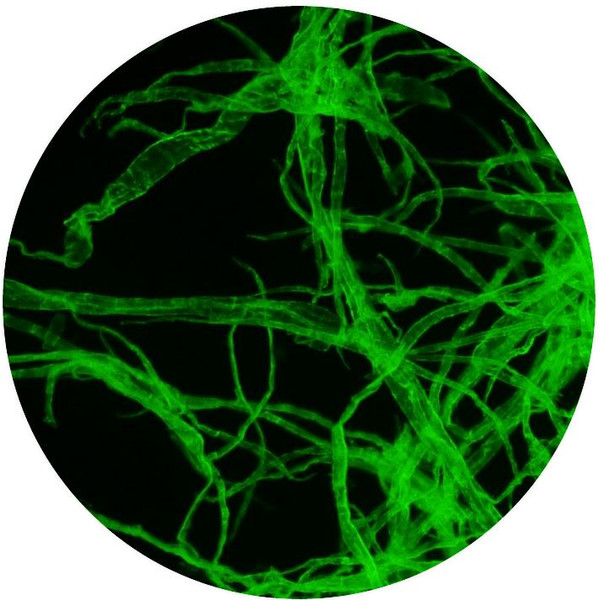 Optika Mikroskop B-510LD1, Fluorescens, trino, 1000x, IOS, blå