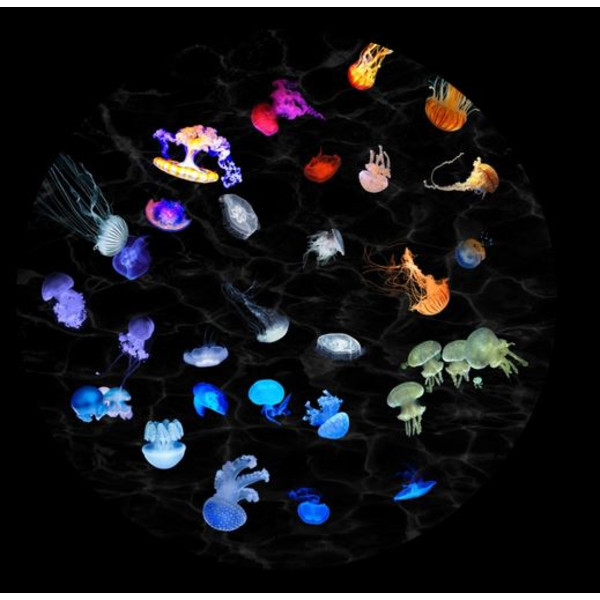 astrial Skiva för Sega Homestar Planetarium Jellyfish