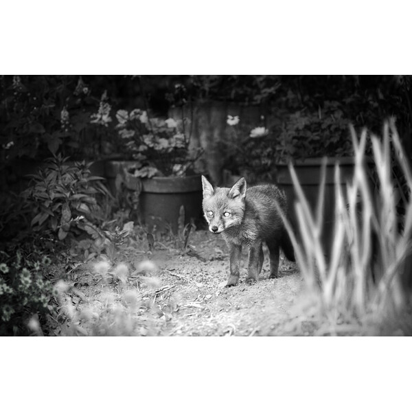 ZEISS Viltkamera Secacam 1