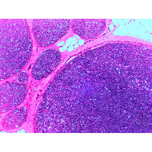 Levenhuk Permanenta preparat N20 NG