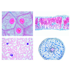 LIEDER Sekundär nivå I, celler, vävnader och organ (13 bilder)