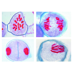 LIEDER Mognadsdelning i pollenmodercellerna hos liljan (Lilium candidum) (12 bilder)