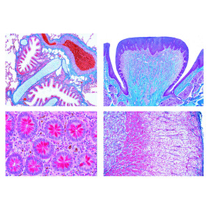 LIEDER Normal mänsklig histologi (40 preparat)