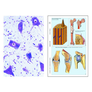 LIEDER Djurcellen (cytologi), bas (6 preparat), elevuppsättning
