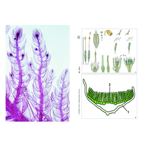 LIEDER Blomlösa växter (kryptogamer), tillägg (12 bilder), studentuppsättning