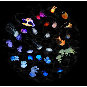 astrial Skiva för Sega Homestar Planetarium Jellyfish