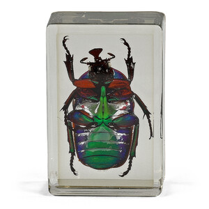 Omegon permanent preparat grön skalbagge