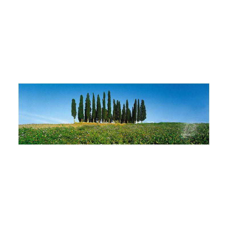 Palazzi Verlag Poster Cypress Tress Toscana