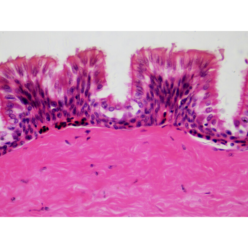 Bresser Permanenta preparat Histologi 30 stycken