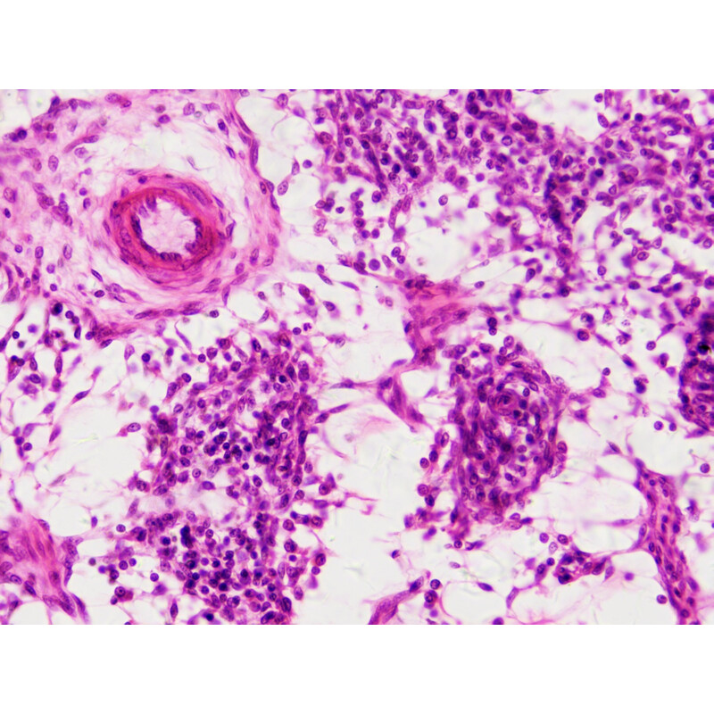 Bresser Permanenta preparat Histologi 30 stycken