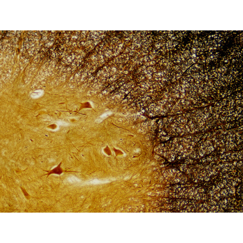 Bresser Permanenta preparat Histologi 30 stycken