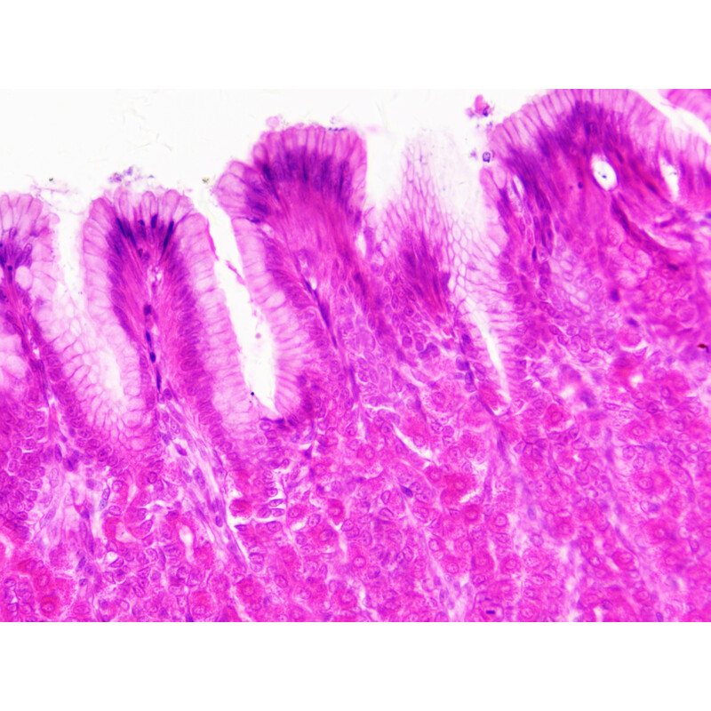 Bresser Permanenta preparat Histologi 30 stycken