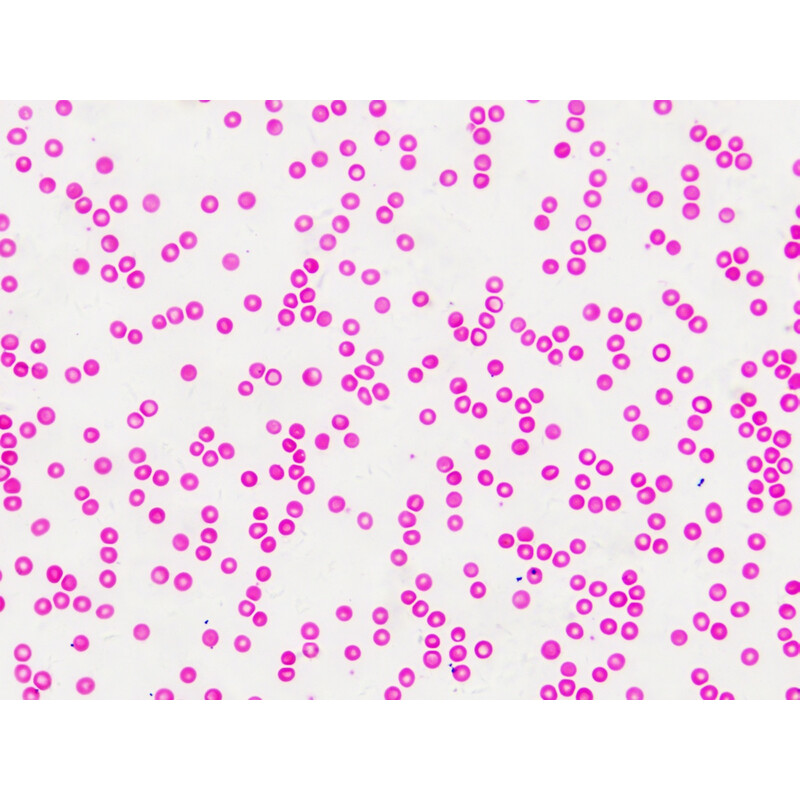 Bresser Permanenta preparat Histologi 30 stycken