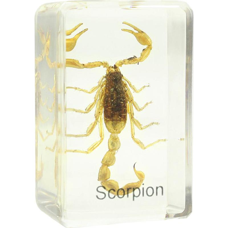 Omegon skorpion, permanent preparat