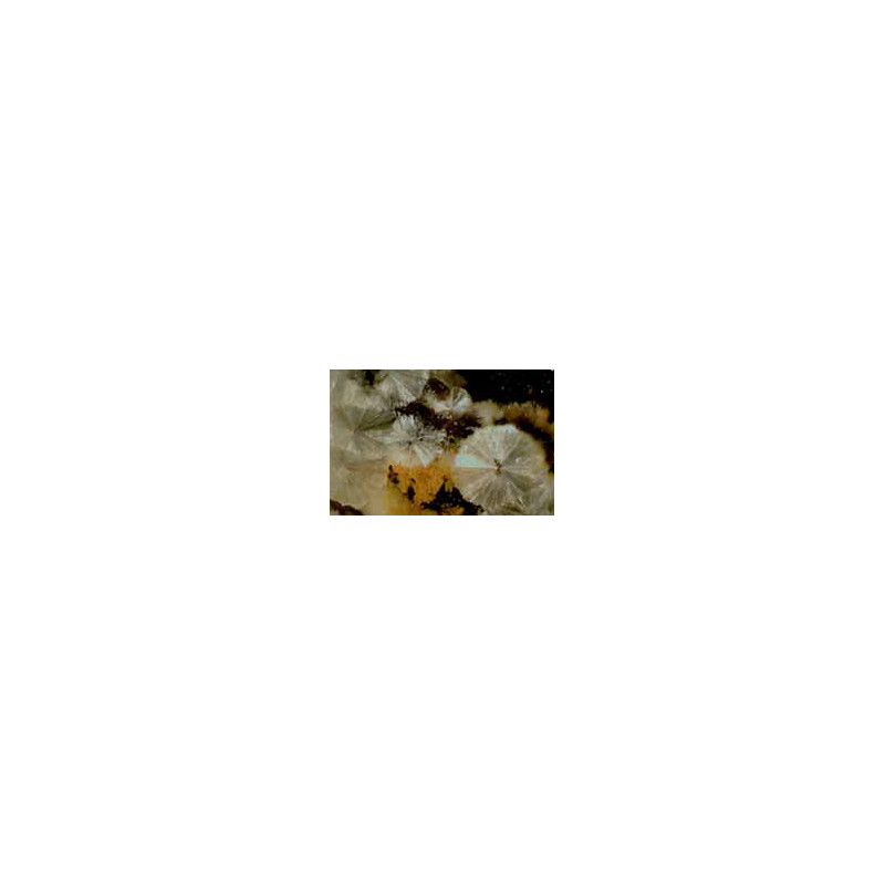 Hund Zoom-stereomikroskop Wiloskop - F-zoom med stativ ST, trinokulär