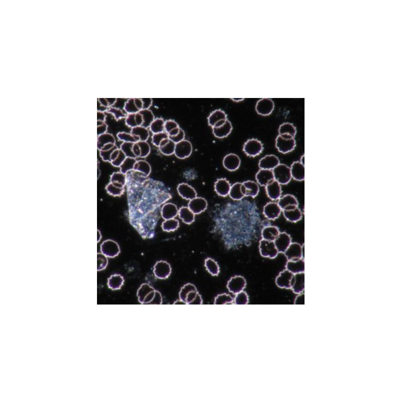 Novex -mikroskop BTP 86.091-DFLED, trinokulärt