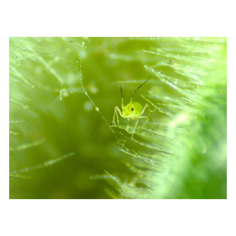 ZEISS zoom-stereomikroskop Stemi 305 cam W, K EDU, bino, Greenough, w.d. 110 mm, 10x/23, 8-40x, Spot K LED, 4 MP, Wi-Fi