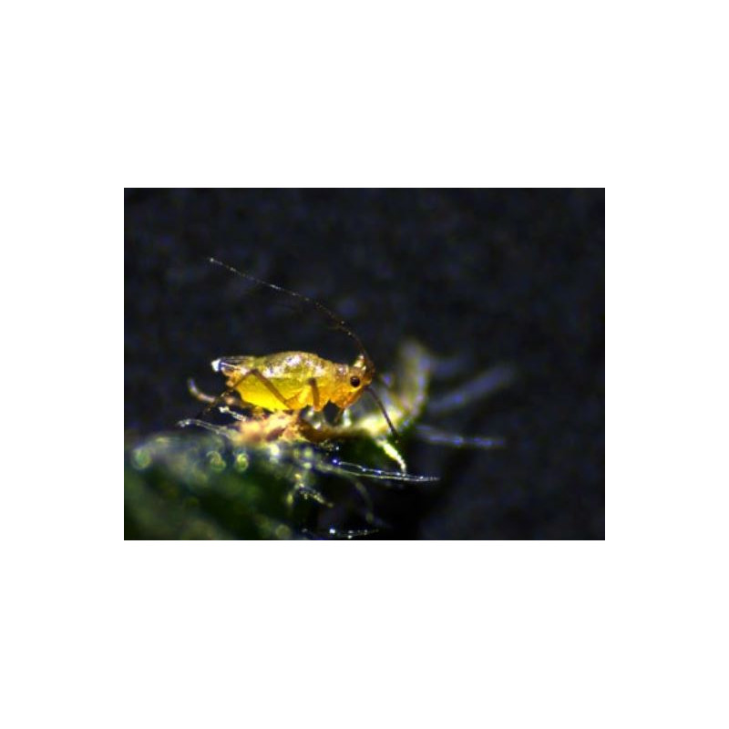 ZEISS Zoom-stereomikroskop Stemi 305 trino, K EDU, Greenough, w.d. 110 mm, 10x/23, 8-40x, Spot K LED