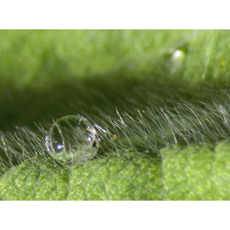 ZEISS Stereohuvud Stemi 508, trino, 50:50Greenough; w.d. 92mm; 10x/23; Zoom 8:1; 0,63x-5,0x; LED
