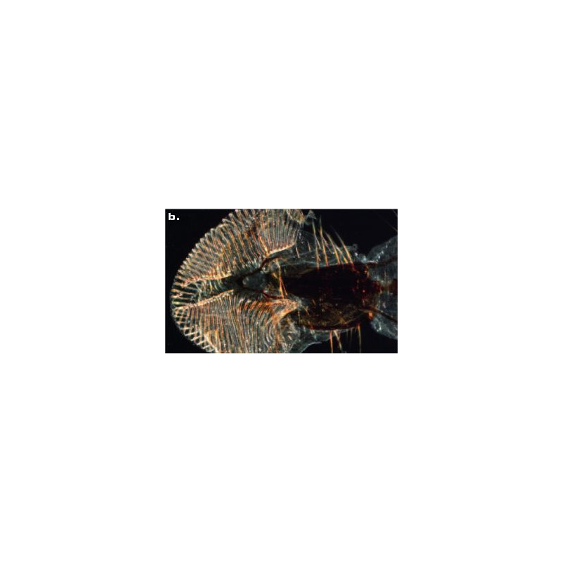 ZEISS Zoom-stereomikroskop SteREO Discovery.V8, VisiLED infallande och genomfallande ljus, 10x - 80x