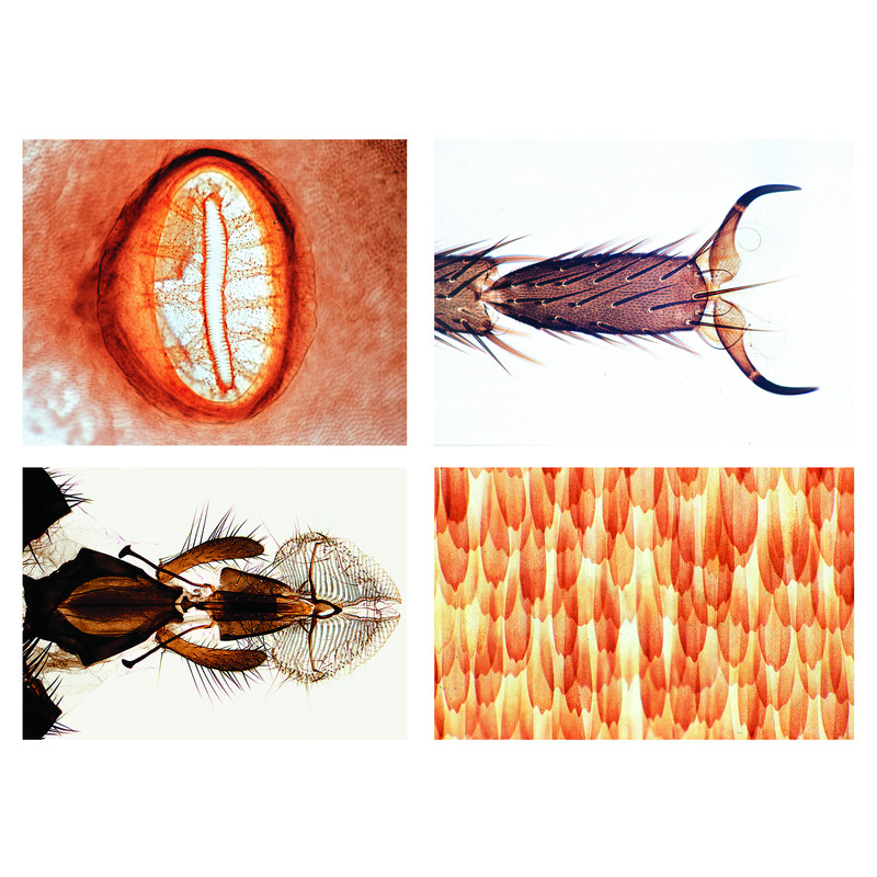 LIEDER Insekter, grundserie (25 bilder)