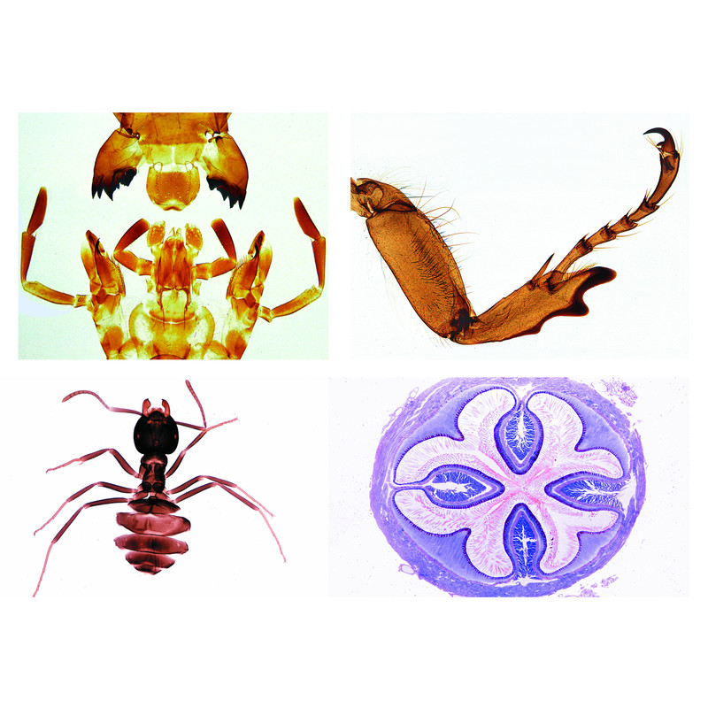 LIEDER Insekter, kompletterande serie (36 bilder)