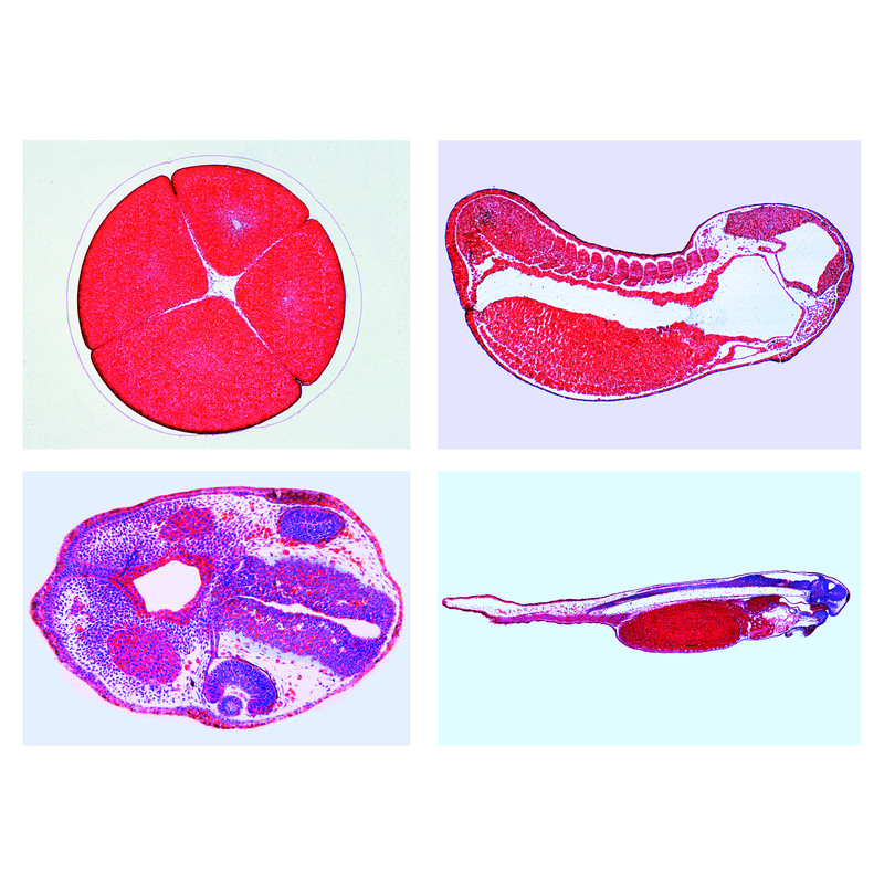 LIEDER Utveckling av grodans embryo (Rana sp) (10 preparat)