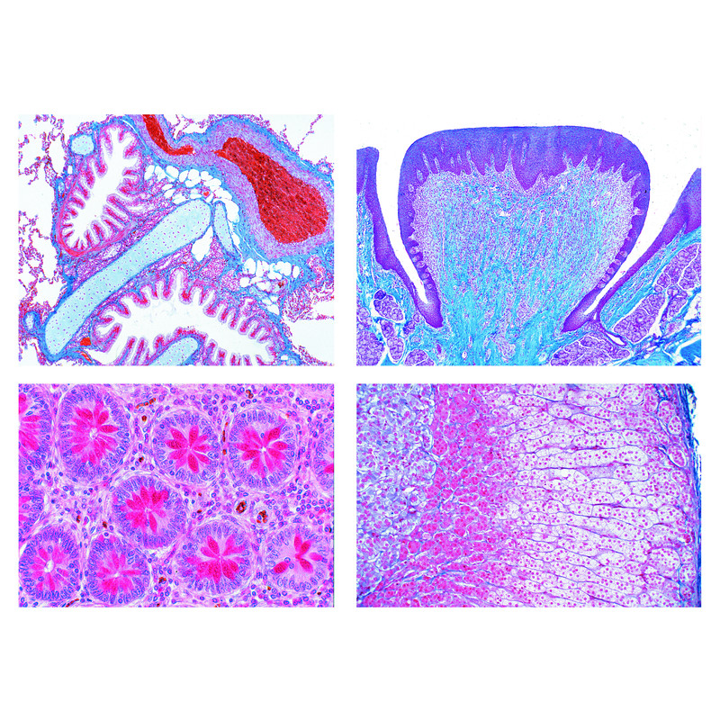LIEDER Normal mänsklig histologi (40 preparat)