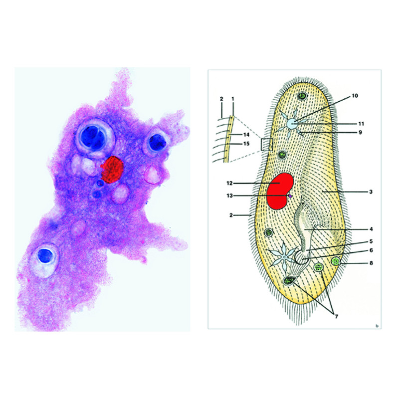 LIEDER Protozoa (förhistoriska djur), basic (8 preparat)Studentuppsättning