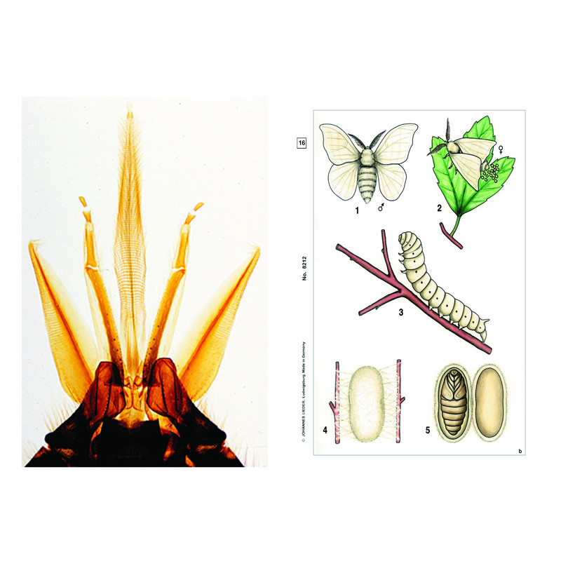 LIEDER Insekter, grundläggande (6 bilder), elevuppsättning