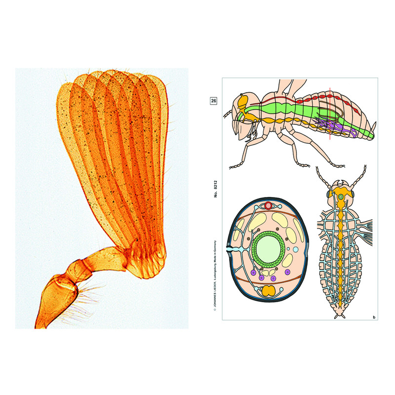 LIEDER Insekter, supplement (12 preparat), elevuppsättning
