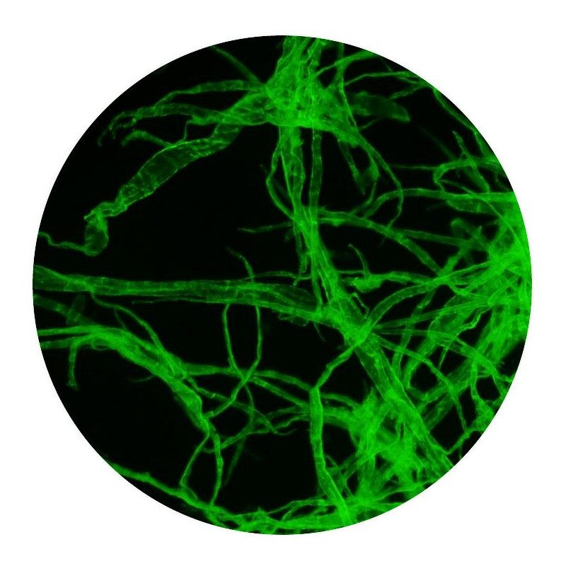 Optika Mikroskop B-510LD2, Fluorescens, trino, 1000x, IOS, blå, grön