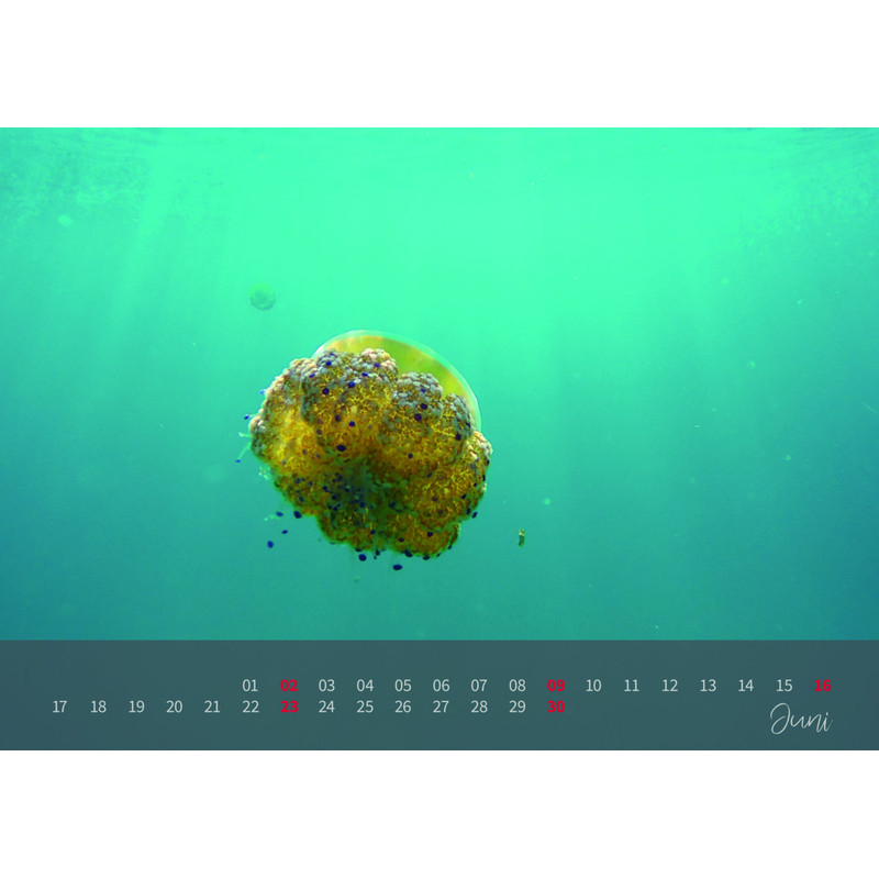 aracanga Kalender 2019