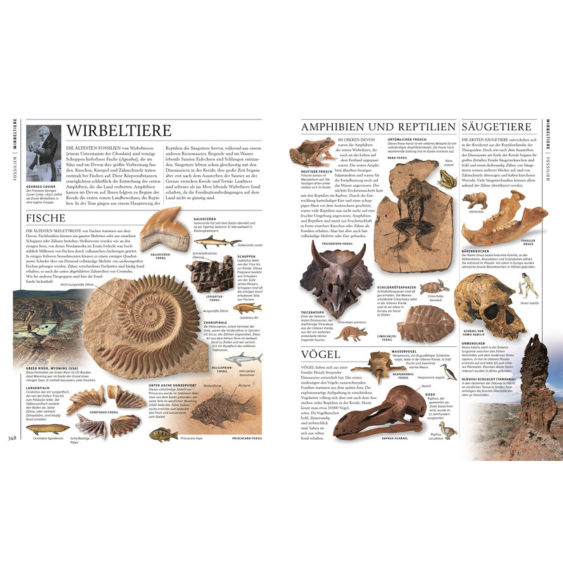 Dorling Kindersley Steiner & mineraler