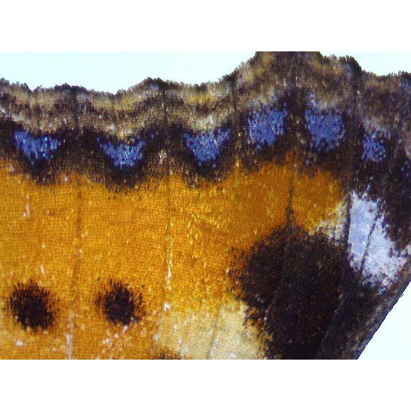 ZEISS zoom-stereomikroskop Stemi 355, C Edu, trino, w.d. 110 mm, 10x/23, 5,5:1 , 7,2x-40x, AL/DL, Spot C LED