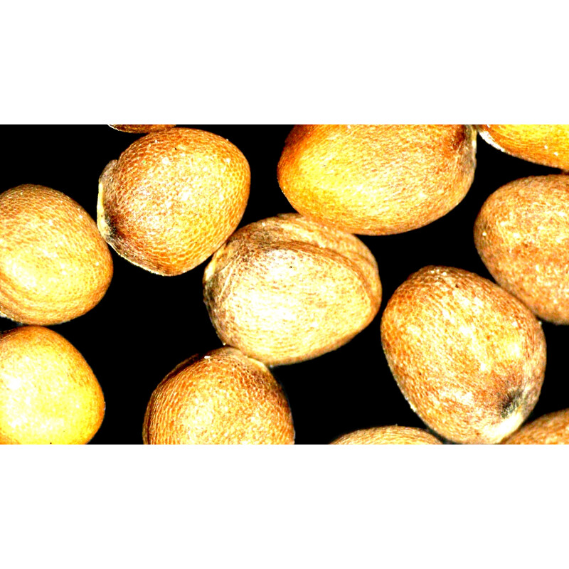 ZEISS zoom-stereomikroskop Stemi 355, C Lab, trino, BF, DF, w.d. 110 mm, 10x/23, 5,5:1 , 7,2x-40x, AL/DL, Spot C LED