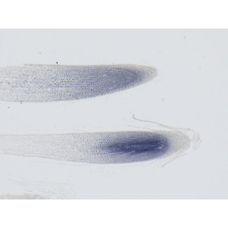 ZEISS zoom-stereomikroskop Stemi 355, C Lab, trino, BF, DF, w.d. 110 mm, 10x/23, 5,5:1 , 7,2x-40x, AL/DL, Spot C LED