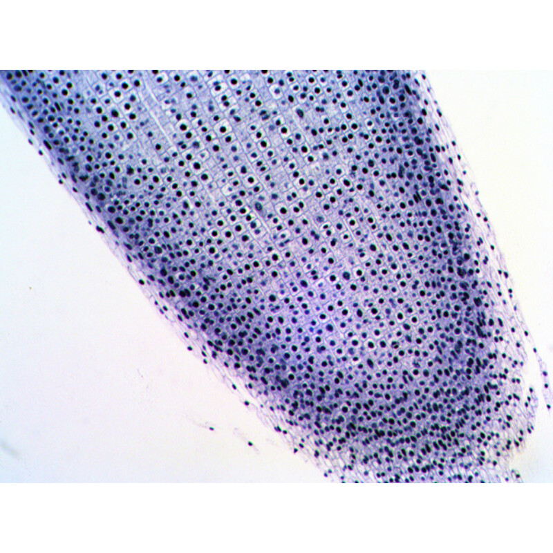 Levenhuk Permanenta preparat N20 NG