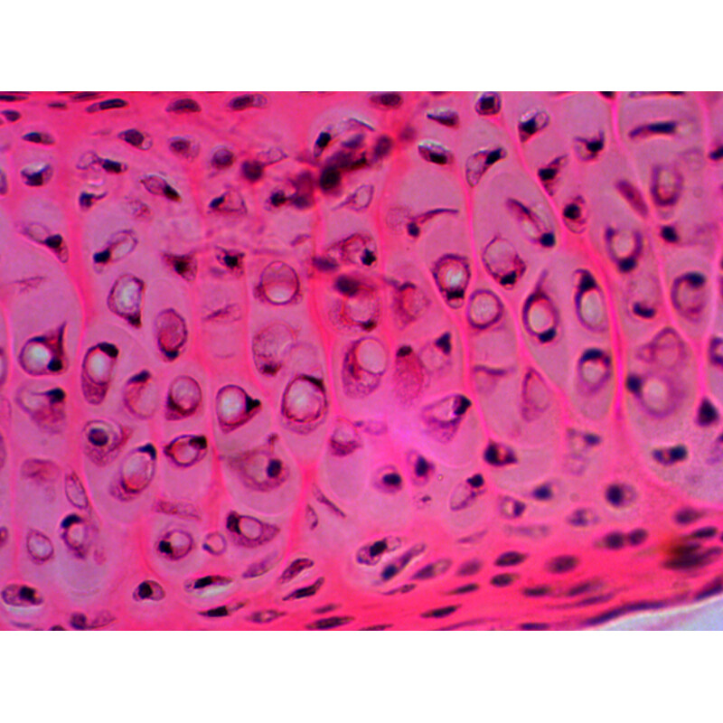 Levenhuk Permanenta preparat N20 NG